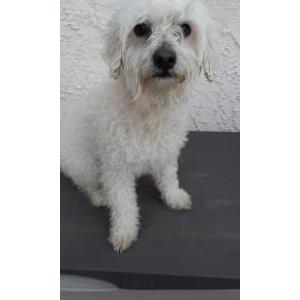 Found Dog Unknown