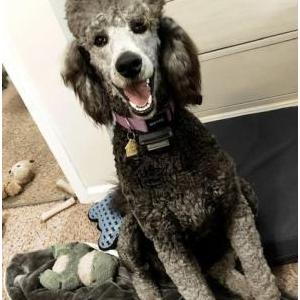Lost Dog Lucy Garner