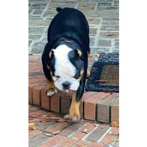 Lost Dog Gucci Johnson