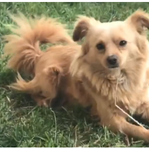 Lost Dog Coco