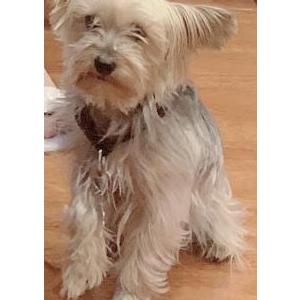 Lost Dog Lulu