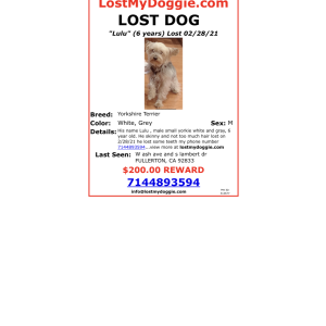 Lost Dog Lulu