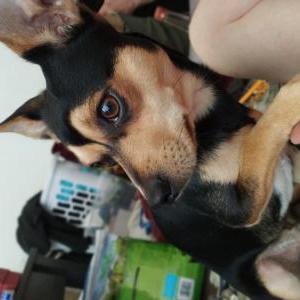 Lost Dog Buster