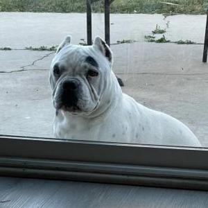 Lost Dog Rocky
