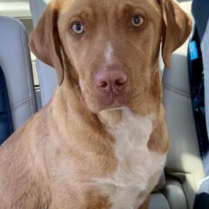 Found Dog Unsure