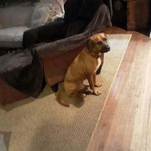 Lost Dog Cooper
