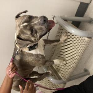 Found Dog Unknown