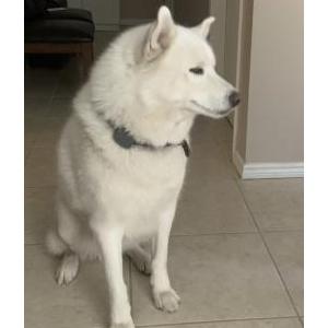 Lost Dog Apollo