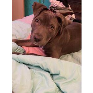 Lost Dog Draco
