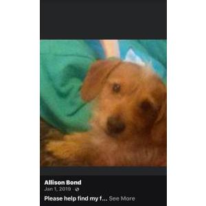 Lost Dog Ishi