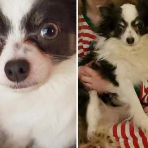 Lost Dog Peppa