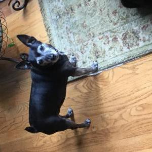 Lost Dog Lucie