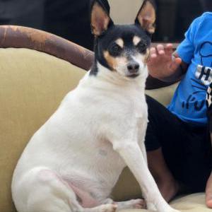 Lost Dog O'shea