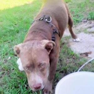 Lost Dog Krum