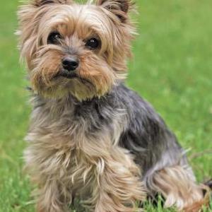 Lost Dog Lily