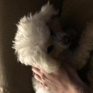 Lost Dog Rose