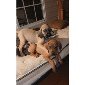 Lost Dog Daisy&Rocky