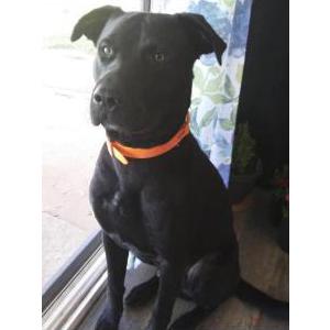 Lost Dog Buster
