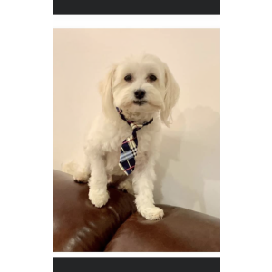 Lost Dog Ziggy
