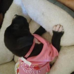 Lost Dog Nova