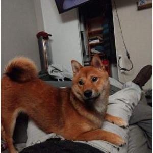 Lost Dog Navi