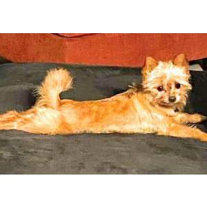 Lost Dog Kraker Jack