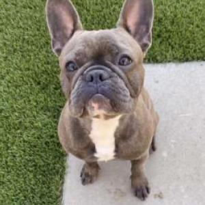 Lost Dog Lambo
