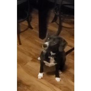 Lost Dog Socks