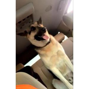 Lost Dog Bager