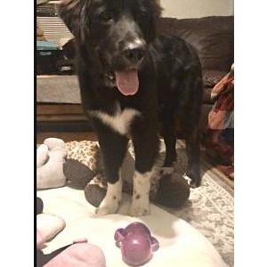 Lost Dog Luke