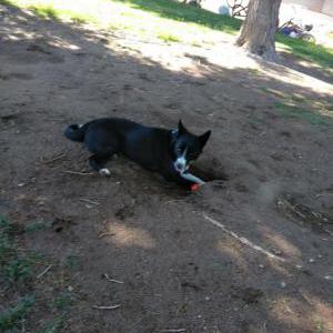 Lost Dog Cruser