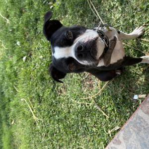 Lost Dog Phillip