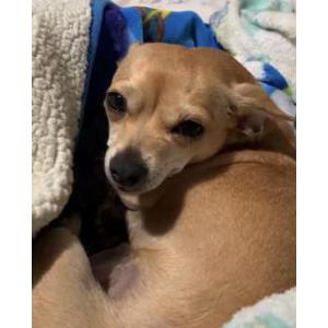 Lost Dog Penny