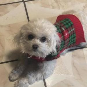 Lost Dog Loui