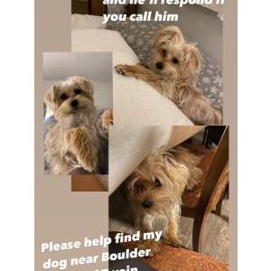 Lost Dog Dobby
