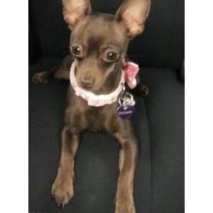 Lost Dog Chocolate