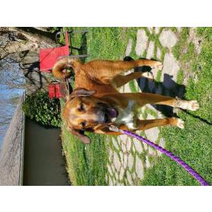 Found Dog Unknown