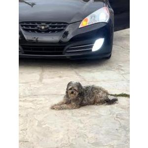 Lost Dog Pixie
