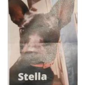 Lost Dog Stella