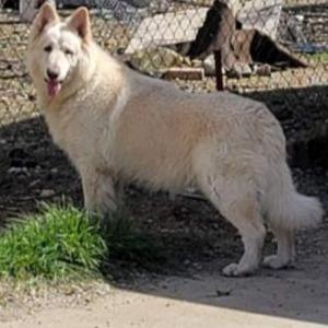 Lost Dog BARE