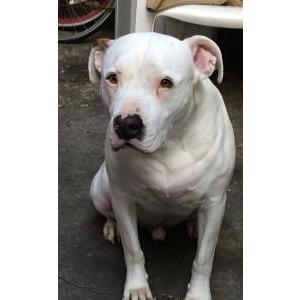 Lost Dog Rosco