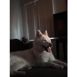 Lost Dog Pearl
