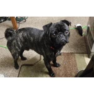 Lost Dog Seamus aka Mugsy