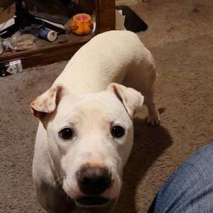Lost Dog Athena in