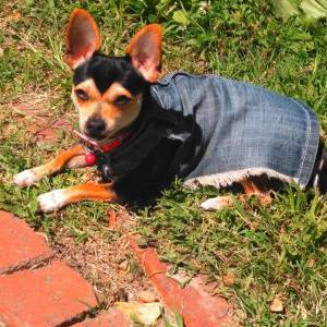 Lost Dog Bella