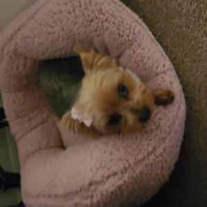 Lost Dog Little Lady