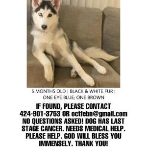 Lost Dog CoCo / Cokes / Cokxi