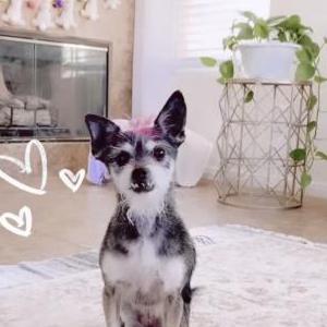 Lost Dog Boo