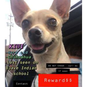 Lost Dog Kiwi