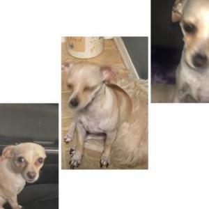 Lost Dog Honey